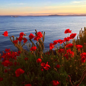 Centennial Park - Poppies - Parks Near Me - Seattle, Washington