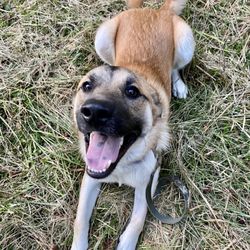 Timberview Kennels
