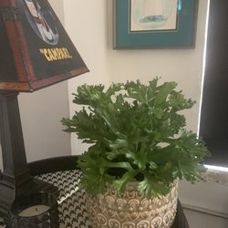 Love Street - Birds Nest Fern
