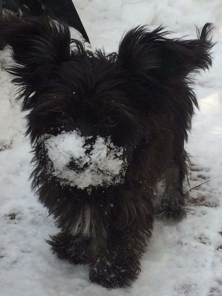 PemberPaws - pet boarding facility in Northborough, MA