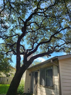 Tree Pruning Services - Keep your trees healthy, beautiful, and safe with professional tree pruning from Sanchez & Sons Services in Austin, TX! Regular pruning helps prevent overgrowth, removes dead or damaged branches, and promotes strong, vibrant growth. Our skilled team ensures precise cuts to enhance your tree’s structure while improving safety and curb appeal. Whether it’s seasonal maintenance or storm preparation, we’re here to help. Call Sanchez & Sons Services today for expert tree care you can trust! Tree Pruning Services - Keep your trees healthy, beautiful, and safe with professional tree pruning from Sanchez & Sons Services in Austin, TX! Regular pruning helps prevent overgrowth, removes dead or damaged branches, and promotes strong, vibrant growth. Our skilled team ensures precise cuts to enhance your tree’s structure while improving safety and curb appeal. Whether it’s seasonal maintenance or storm preparation, we’re here to help. Call Sanchez & Sons Services today for expert tree care you can trust!