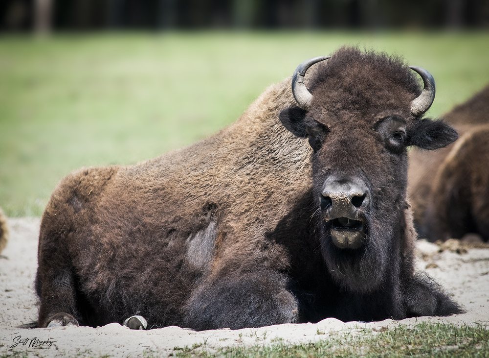 WACCATEE ZOOLOGICAL FARM CLOSED 154 Photos & 110 Reviews 8500 Enterprise Rd, Myrtle Beach
