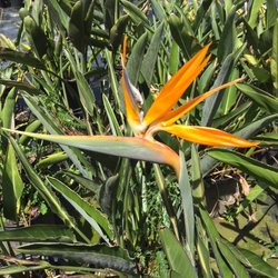 Jimbo's Wholesale Nursery - Bird of Paradise
