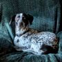 Photo of Milton Manor Pet Resort & Spa