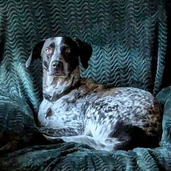 Milton Manor Pet Resort & Spa