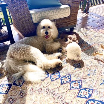 Ron's - Cuzco the Goldendoodle playing with his toys from Ron's! He is especially fond of the Mammoth! - Nurseries & Gardening Near Me - Arroyo Grande, California