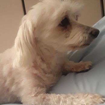Doggie Dooz - My maltese cut so short!!!! - Pet Groomers Near Me - Lindenhurst, New York