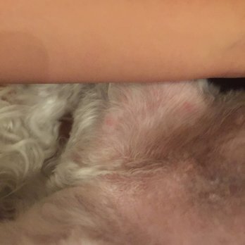 Pampered Paws - Skin nicked on two places - Pet Groomers Near Me - La Habra, California Pampered Paws - Skin nicked on two places - Pet Groomers Near Me - La Habra, California