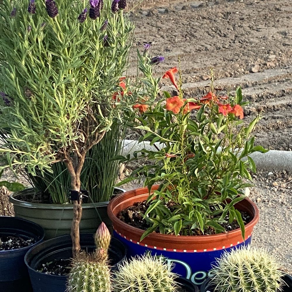 Plants.