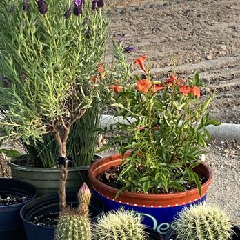 Mariano's Landscape - Plants. - Masonry/Concrete Near Me Mariano's Landscape - Plants. - Masonry/Concrete Near Me