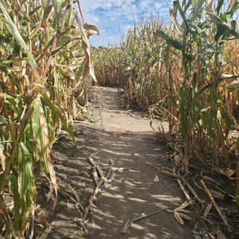 Abbey Farms - Corn Maze - Pumpkin Patches Near Me - Aurora, Illinois Abbey Farms - Corn Maze - Pumpkin Patches Near Me - Aurora, Illinois