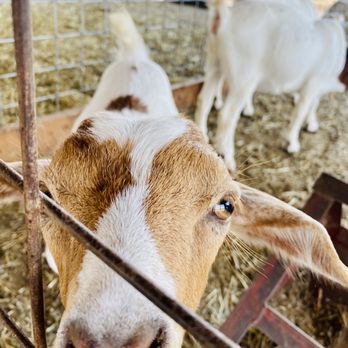 Preston Trail Farms - Our barn welcoming committee... - Hardware Stores Near Me - Gunter, Texas Preston Trail Farms - Our barn welcoming committee... - Hardware Stores Near Me - Gunter, Texas