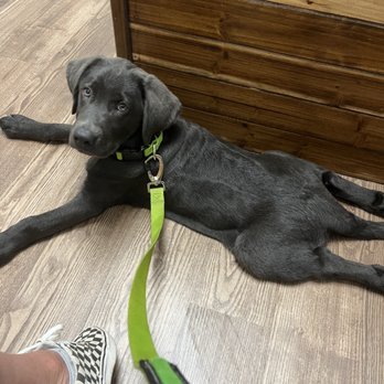Rocket City Veterinary Hospital Pine Grove - First puppy visit - Veterinarians Near Me - Madison, Alabama Rocket City Veterinary Hospital Pine Grove - First puppy visit - Veterinarians Near Me - Madison, Alabama
