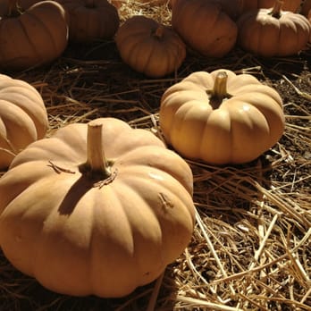 Julia's Fruit Stand - So many pumpkin varieties to choose from - Fruits & Veggies Near Me - Los Molinos, California Julia's Fruit Stand - So many pumpkin varieties to choose from - Fruits & Veggies Near Me - Los Molinos, California