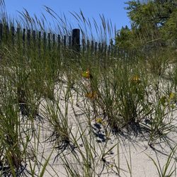 Sodus Point Beach - Cozy fence view on the beach