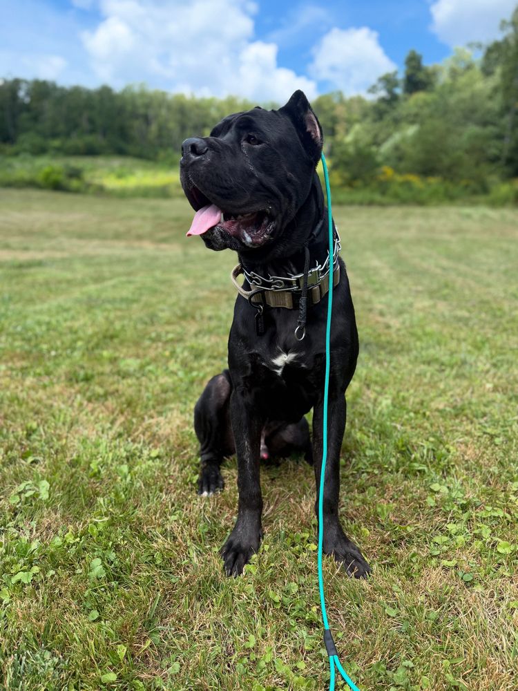 Hochadel K9 - pet boarding facility in Mount Pleasant, PA
