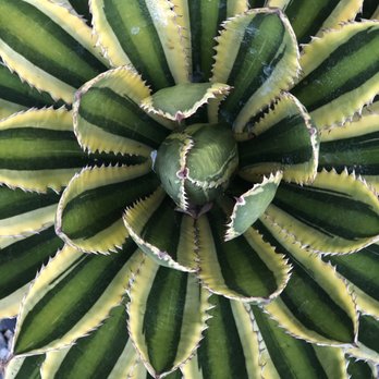 Memo's Nursery - Not sure - Nurseries & Gardening Near Me - Chino, California