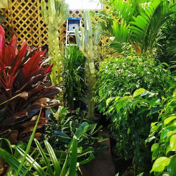 Tall Plants - It's a jungle inside! - Nurseries & Gardening Near Me - Houston, Texas