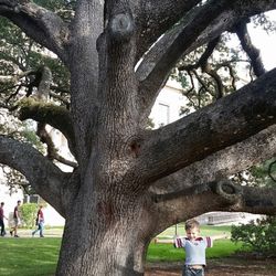 The Century Tree - Future Aggie!