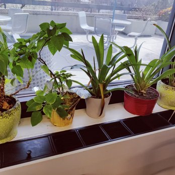 Colette's Cafe - Plants in the window! - Cafes Near Me - Greenbelt, Maryland