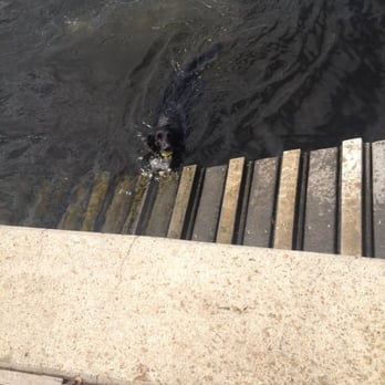 Petas Bea Arthur Dog Park - Doggie ramp, no jellies today! - Dog Parks Near Me - Norfolk, Virginia