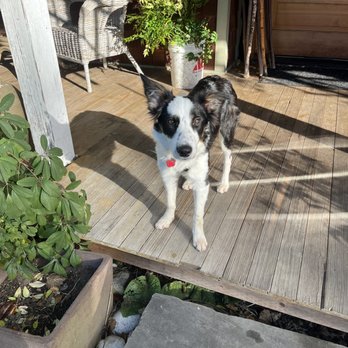 Misty Mountain Border Collies - Pet Breeders Near Me