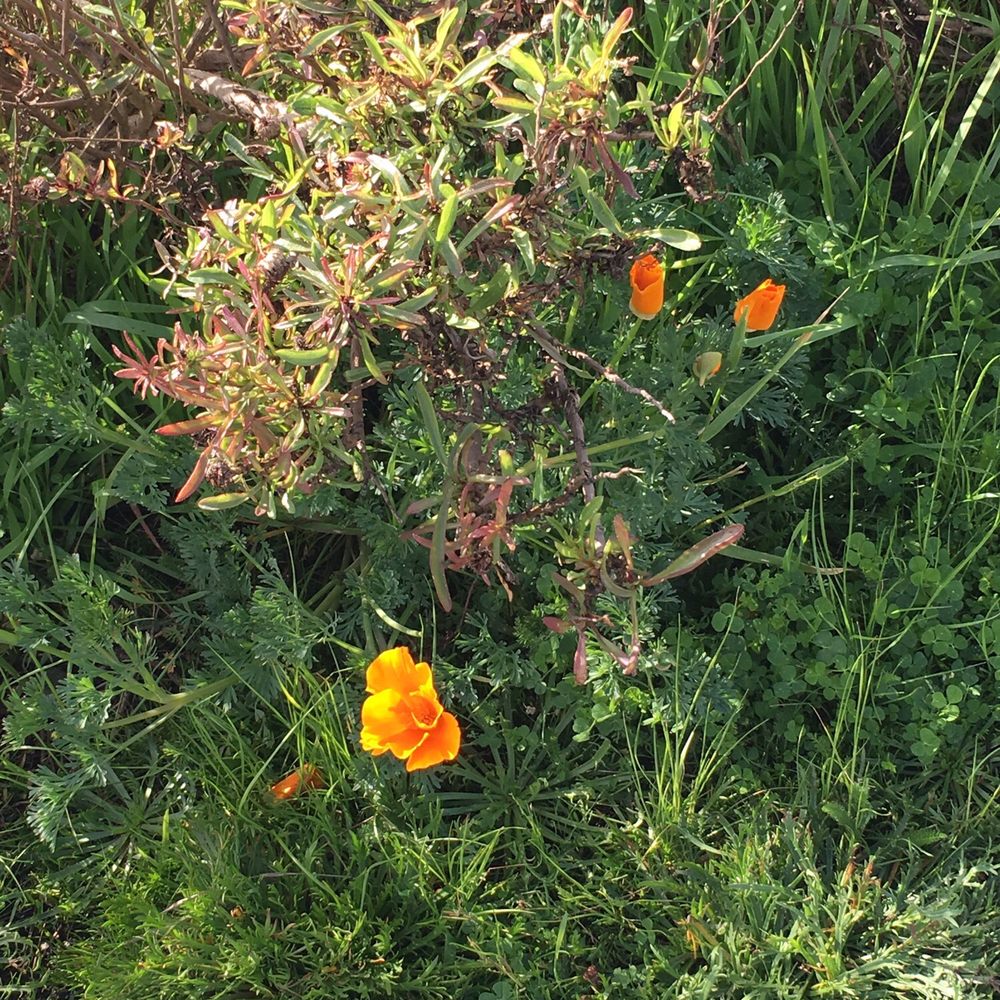 Noyo Headlands Park - California poppies- touch with your eyes only - Hiking Near Me - Fort Bragg, California Noyo Headlands Park - California poppies- touch with your eyes only - Hiking Near Me - Fort Bragg, California