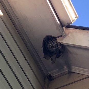 Prime Pest Solutions - Large nest being built under the eaves! - Pest Control Near Me - Dacula, Georgia Prime Pest Solutions - Large nest being built under the eaves! - Pest Control Near Me - Dacula, Georgia