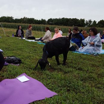 Yelp's Goat Yoga - Yoga Near Me - Baiting Hollow, New York Yelp's Goat Yoga - Yoga Near Me - Baiting Hollow, New York