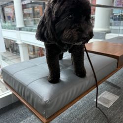 The Pampered Pooch - At the mall