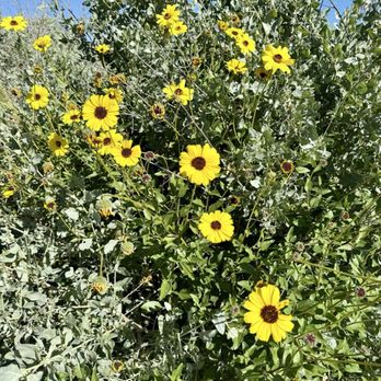 Santa Clara River Preserve - Wildflowers in March 2026 - Hiking Near Me - Santa Paula, California