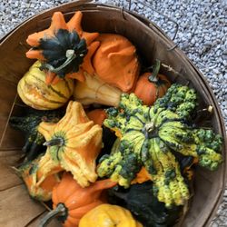 Weaver Tree Farm - Crazy weird gourds!
