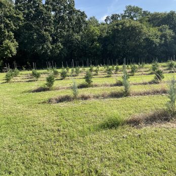 TX-Ture Farm - Lavender fields forever - Attraction Farms Near Me - Aubrey, Texas