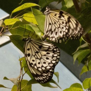 The Butterfly Place - Botanical Gardens Near Me - Westford, Massachusetts