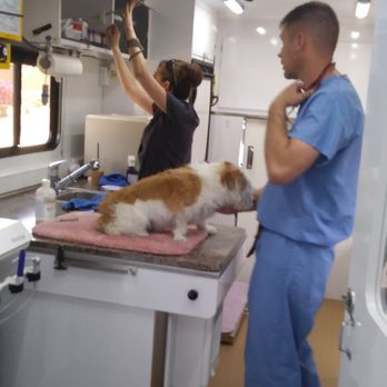 Veterinary Partners - Getting ready to exam Rusty in the mobile office (so cool and convenient)! - Veterinarians Near Me - Scottsdale, Arizona