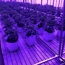 Symponia Farms - Teens starting the vegetative growth phase.