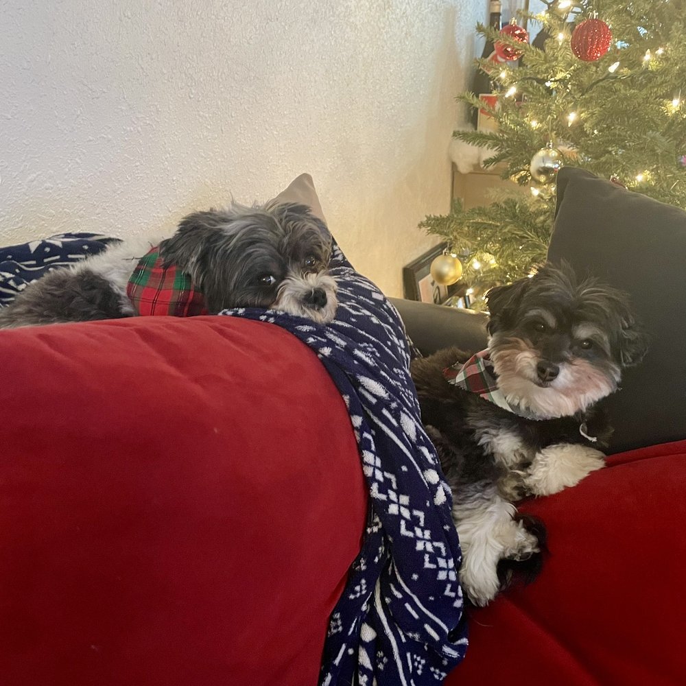 RegalRuff - Pet Groomers Near Me
