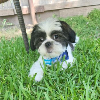 Dutch’s Grooming - My baby after his first groom with dutch's - Pet Groomers Near Me - Merced, California