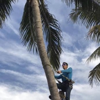 La Isla Tree Care - Expert and Experienced Arborists - Tree Services Near Me - Islamorada, Florida La Isla Tree Care - Expert and Experienced Arborists - Tree Services Near Me - Islamorada, Florida