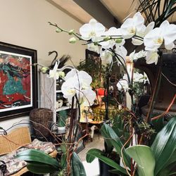 Carriage House Flowers - Full House