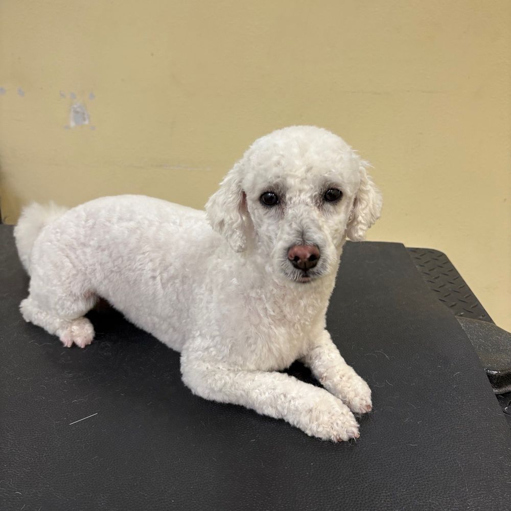 Under One Woof - Pet Groomers Near Me - Alameda, California Under One Woof - Pet Groomers Near Me - Alameda, California