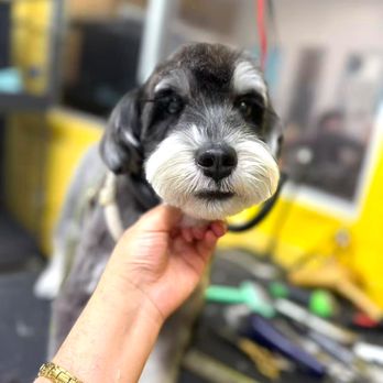 Go Go Spa - Pet Groomers Near Me - Rosemead, California Go Go Spa - Pet Groomers Near Me - Rosemead, California