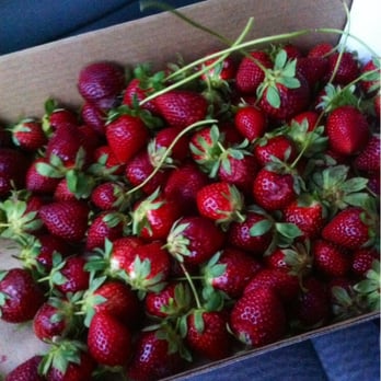 Pappy's Patch U-Pick Strawberries - Pick Your Own Farms Near Me - Oviedo, Florida