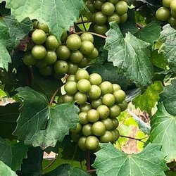 Little Red Dog Vineyards muscadine grapes.