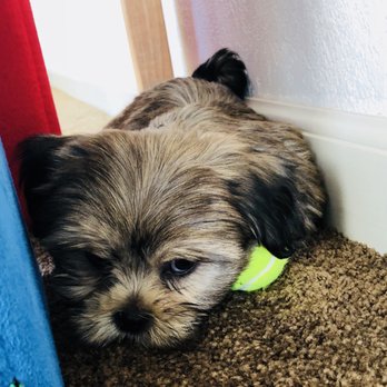 Barb's Precious Pups - Pet Breeders Near Me - Las Vegas, Nevada