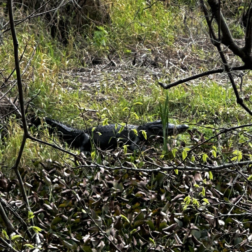 Alligator