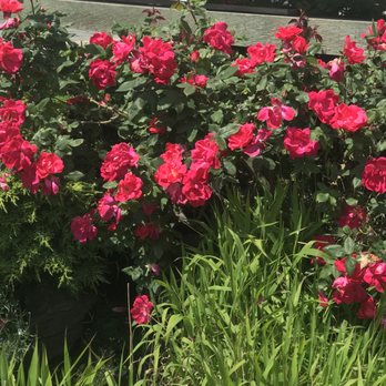 Dykhof Nurseries - Florists Near Me - North Vancouver, British Columbia