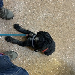 Doggonit Training - Maisie in line at Airport.  There are two pugs nearby.  She doesn't care