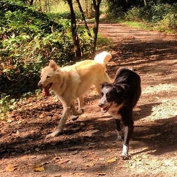 Dogs Gone Out - Vancouver dogs - Dog Walkers Near Me - Vancouver, British Columbia Dogs Gone Out - Vancouver dogs - Dog Walkers Near Me - Vancouver, British Columbia