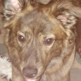 ScooperDude Pet Waste Removal - Gypsy! - Pet Waste Removal Near Me - Charlotte, North Carolina ScooperDude Pet Waste Removal - Gypsy! - Pet Waste Removal Near Me - Charlotte, North Carolina